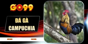 Đá Gà Go99 - Sới Chiến Nảy Lửa, Mãn Nhãn Từng Giây - spinflare88.work