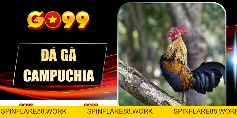 Đá Gà Campuchia Nghẹt Thở - GO99 Truyền Hình Trực Tiếp 4K - spinflare88.work