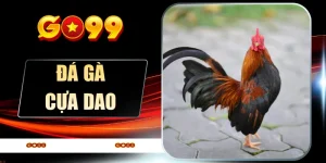 Đá Gà Go99 - Sới Chiến Nảy Lửa, Mãn Nhãn Từng Giây - spinflare88.work