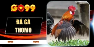 Đá Gà Go99 - Sới Chiến Nảy Lửa, Mãn Nhãn Từng Giây - spinflare88.work