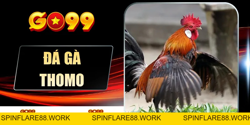 Đá Gà Thomo Nảy Lửa - Bắt Trọn Khoảnh Khắc Vàng Tại GO99 - spinflare88.work